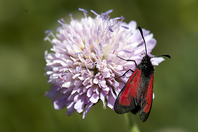 Sygaena da identificare